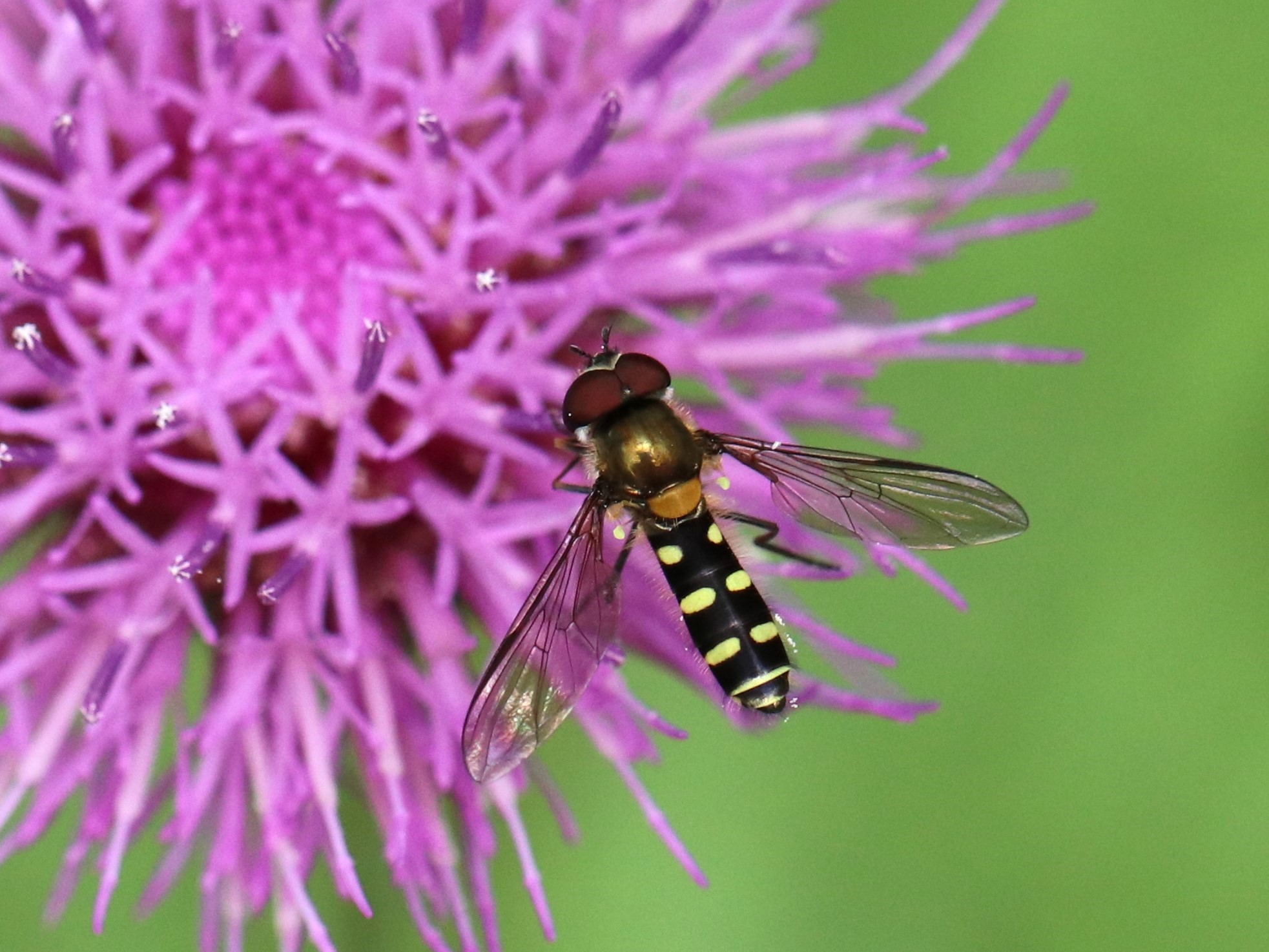 Melangyna sp.